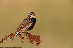 Chestnut-collared Longspur