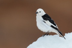 Snow Bunting