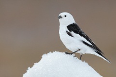 Snow Bunting