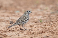 Lark Bunting