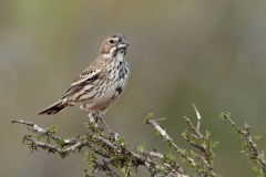 Lark Bunting