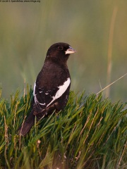 Lark Bunting