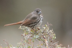 Fox Sparrow (Thick-billed Fox Sparrow)