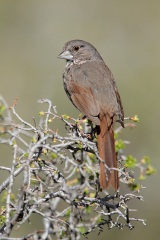 Fox Sparrow (Thick-billed Fox Sparrow)