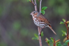 Fox Sparrow (Red Fox Sparrow)