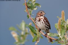 Fox Sparrow