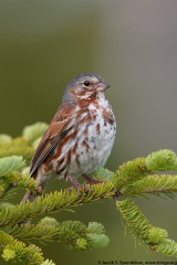 Fox Sparrow