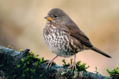 Fox Sparrow (Sooty Fox Sparrow)