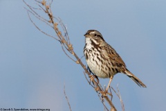 Song Sparrow