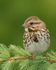 Song Sparrow