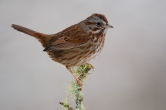 Song Sparrow