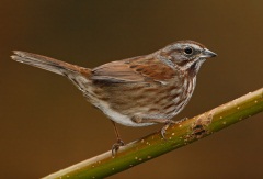 Song Sparrow