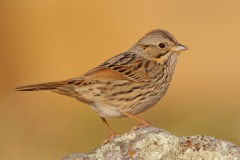 Lincoln's Sparrow