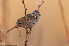 Lincoln's Sparrow