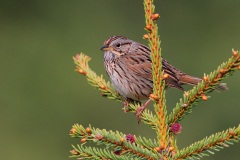 Lincoln's Sparrow