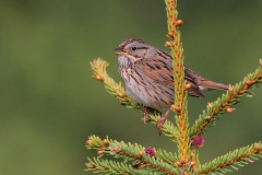 Lincoln's Sparrow