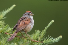 Swamp Sparrow