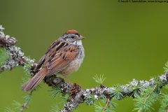 Swamp Sparrow