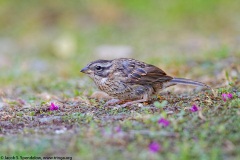 Rufous-collared Sparrow