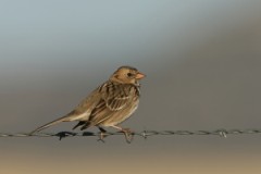 Harris's Sparrow