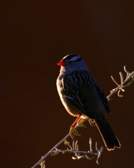 White-crowned Sparrow