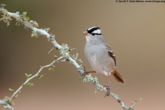 White-crowned Sparrow