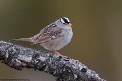 White-crowned Sparrow