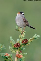 White-crowned Sparrow