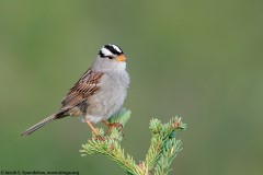 White-crowned Sparrow