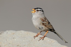 White-crowned Sparrow