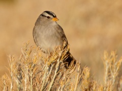 White-crowned Sparrow