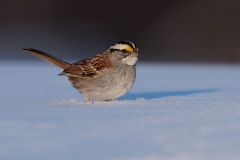 White-throated Sparrow