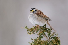 White-throated Sparrow