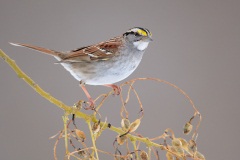 White-throated Sparrow