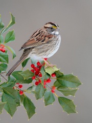 White-throated Sparrow