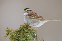 White-throated Sparrow