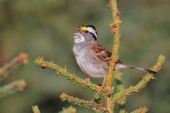 White-throated Sparrow