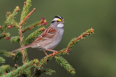 White-throated Sparrow