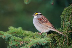 White-throated Sparrow