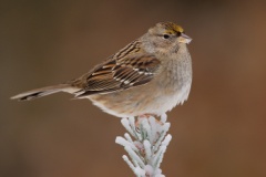 Golden-crowned Sparrow