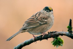 Golden-crowned Sparrow