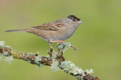 Golden-crowned Sparrow