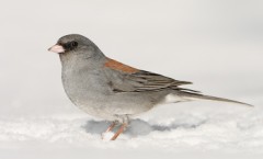 Dark-eyed Junco (Gray-headed Junco)