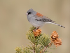 Dark-eyed Junco (Gray-headed Junco)