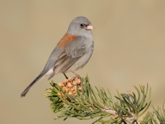 Dark-eyed Junco (Gray-headed Junco)