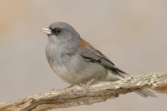 Dark-eyed Junco (Gray-headed Junco)