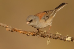 Dark-eyed Junco (Gray-headed Junco)