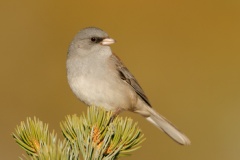 Dark-eyed Junco (Gray-headed Junco)