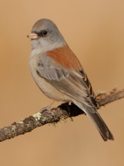 Dark-eyed Junco (Gray-headed Junco)