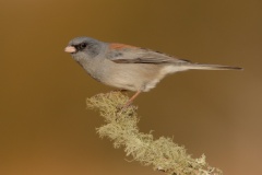 Dark-eyed Junco (Gray-headed Junco)